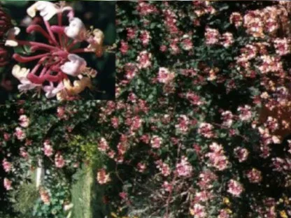 יערה דו-גונית 3