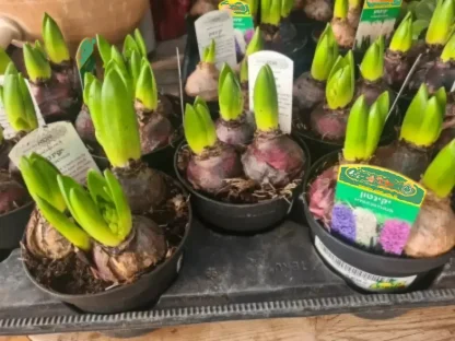 יקינטון שלישית פקעות