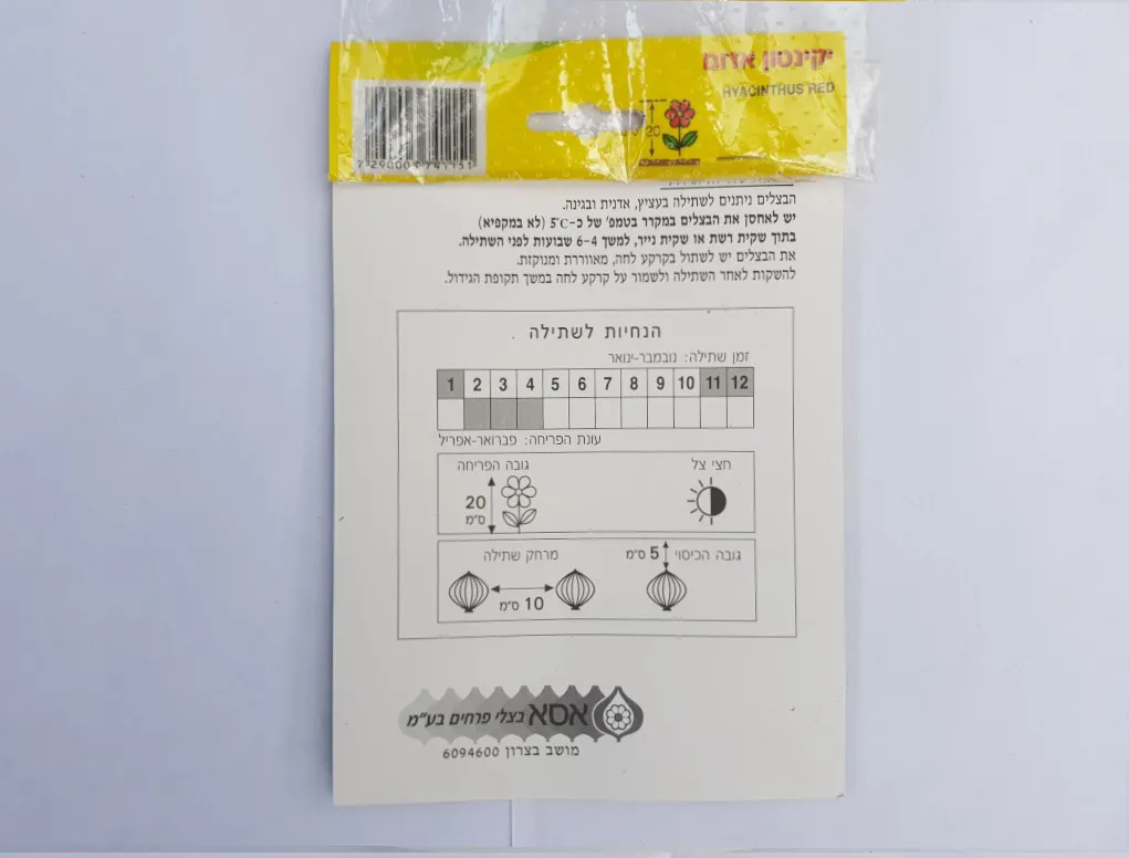 פקעות יקינטון אדום