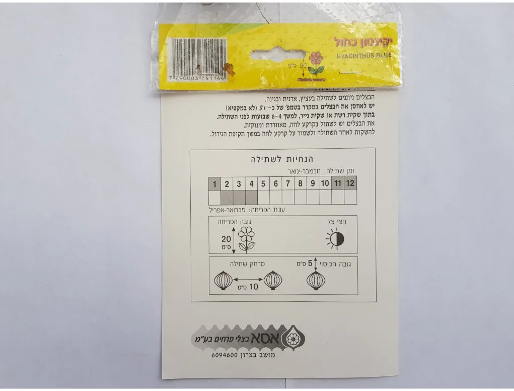 פקעות יקינטון כחול