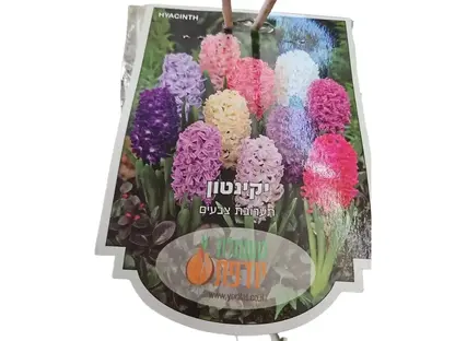 פקעות יקינטון מיקס