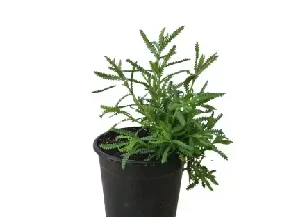 אזוביון משונן , לוונדר בעל עלווה ארומטית ירוקה