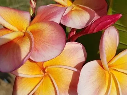 פלומריה ריחנית זן יריב