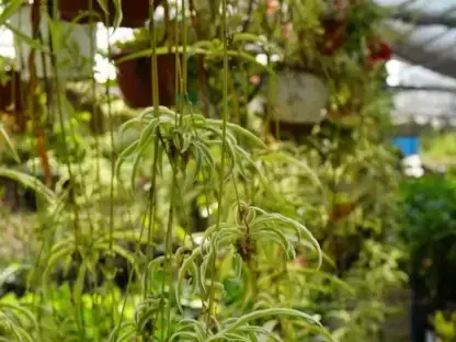 ירקה מצויצת