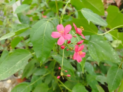 יתרופה תמימה