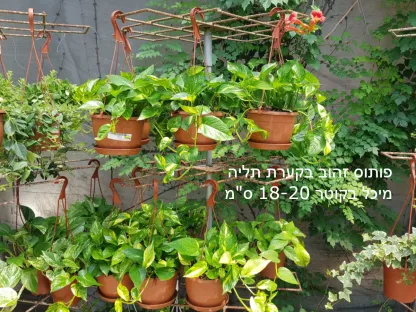 פותוס זהוב בקערת תליה