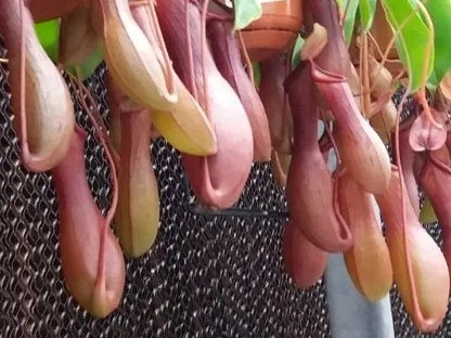 כדנית אדומה איברי לכידה