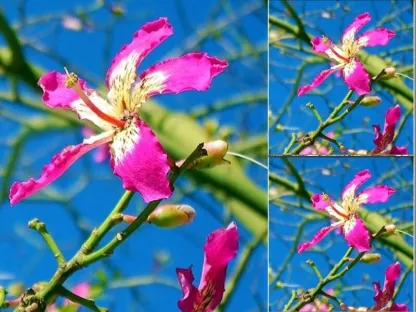 כוריזיה הדורה פריחה ורודה