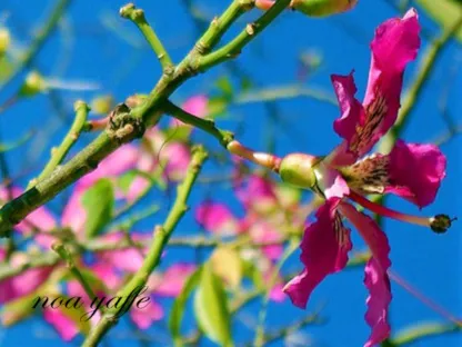 כוריזיה הדורה