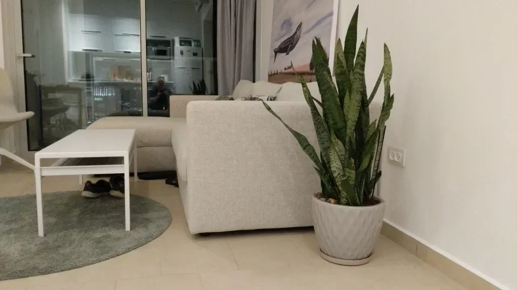 סנסיווריה, סנסיבריה, כידונן מגוונת