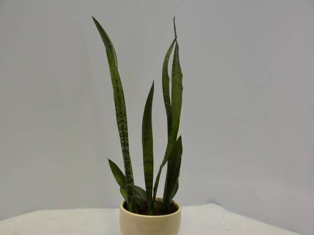 סנסיווריה, סנסיבריה, כידונן מגוונת