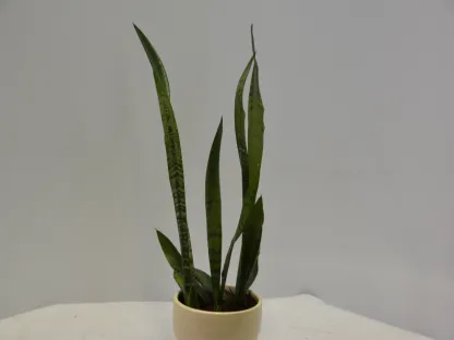 סנסיווריה, סנסיבריה, כידונן מגוונת