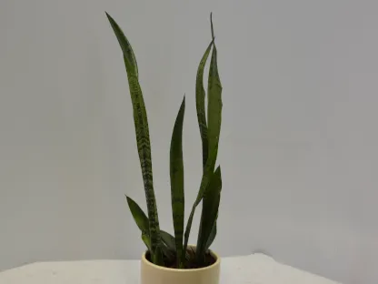 כידונן מגוונת (ירוק)