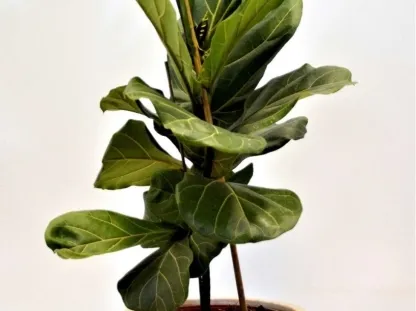 פיקוס כינורי