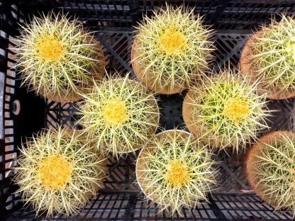 אכינוקקטוס כסא החותנת