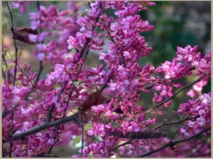 כליל החורש ב25 ליטר