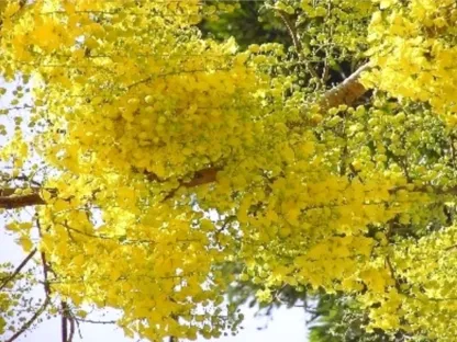 כסיית האבוב