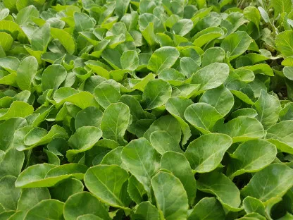 שתילי כרובית