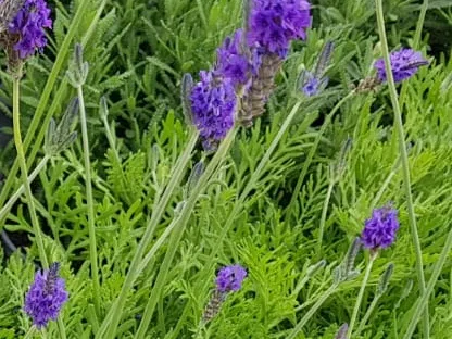 לבנדר, לוונדר, אזוביון מנוצה פורח