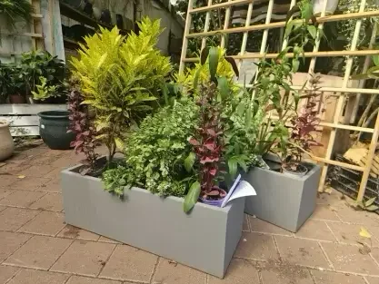 צמחי נוי לגן ולמרפסת במיכלי שתילה