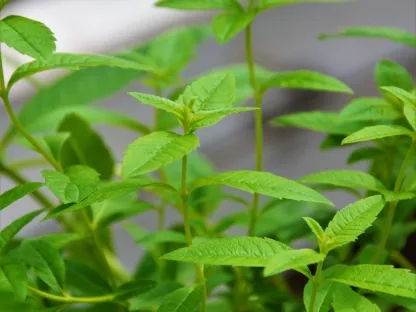 לואיזה לימונית