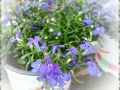 פריחה סגולה- כחולה של לובליה עונתית