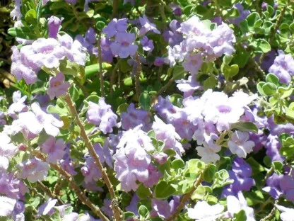 פריחה סגולה של לויקופילום 'סן חוסה'