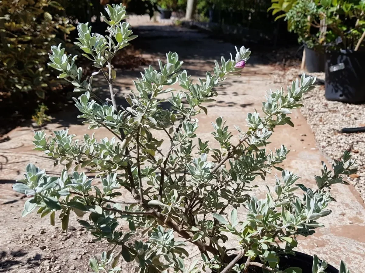 לויקופיליום שיחני קומפקטי – עלווה כסופה ופריחה סגולה