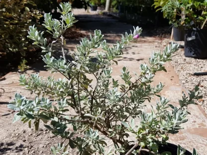 לויקופיליום שיחני קומפקטי – עלווה כסופה ופריחה סגולה