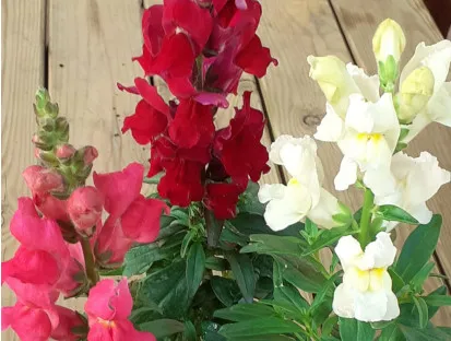 לוע ארי פורח