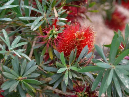 קליסטמון הנצרים 'ליטל ג'ון'