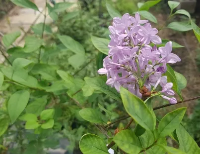 לילך פרסי, לילך מצוי,