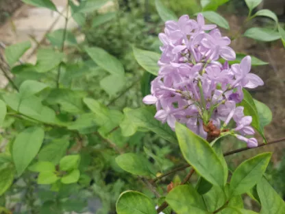 לילך פרסי, לילך מצוי,