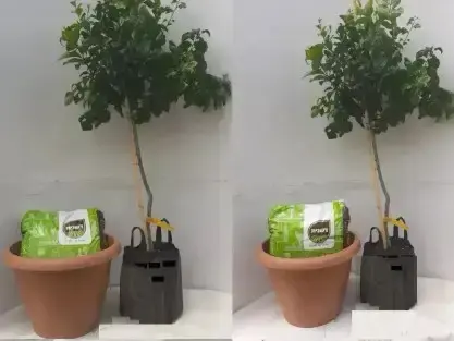 לימון יוריקה במיכל 25 ליטר, עציץ קמור קוטר 58 ס"מ, ושק תערובת שתילה 50 ליטר לשתילה עצמית.