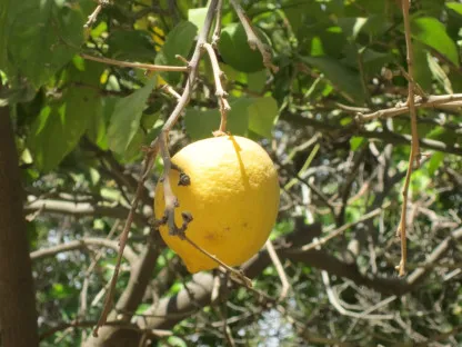הדר הלימון 'יוריקה'