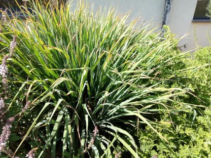 לימונית ריחנית