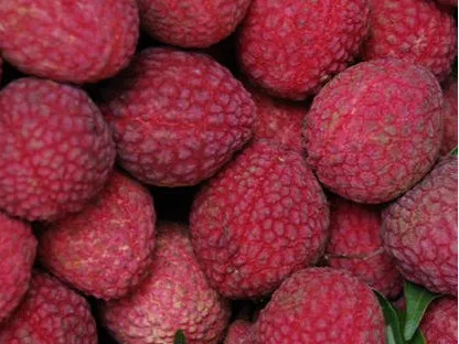 ליצ'י סיני  מאוריציוס