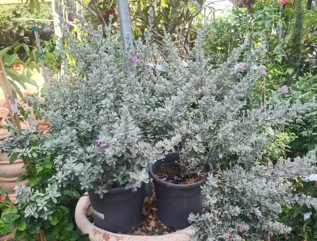 לויקופיליום שיחני קומפקטי – עלווה כסופה ופריחה סגולה