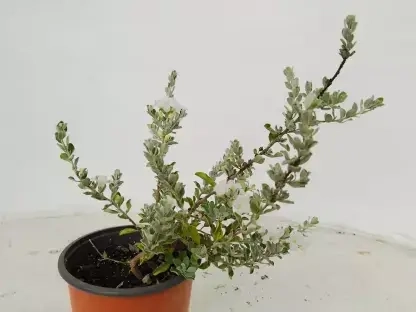 לויקופיליום שיחני גרין קלאוד