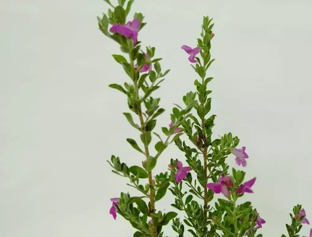 עלוות לויקופיליום שיחני 'גרין קלאוד'