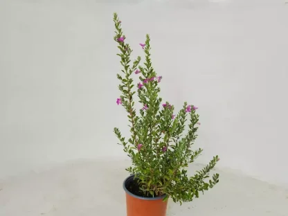 לויקופיליום שיחני 'גרין קלאוד'