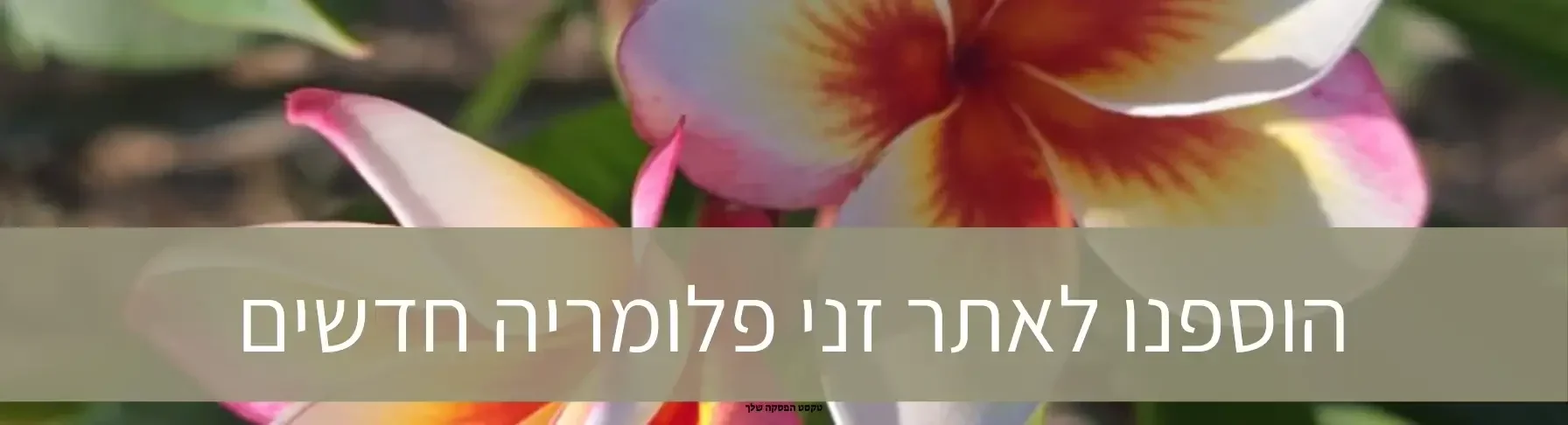 הגיע הזמן לשתול וליהנות  פריחת פלומריה במשתלה