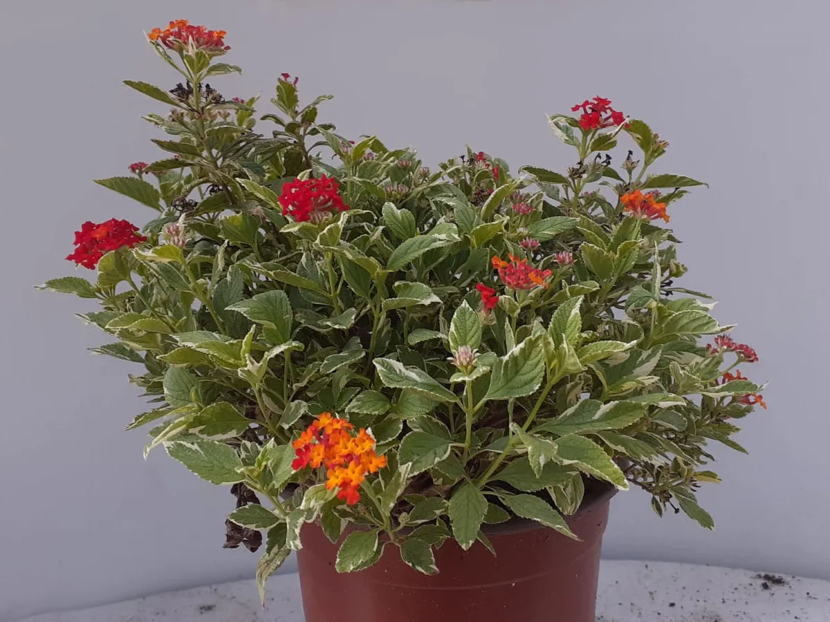 לנטנה מגוונת