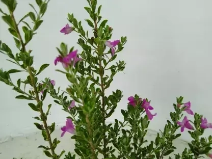 לויקופיליום שיחני 'קומפקטי'