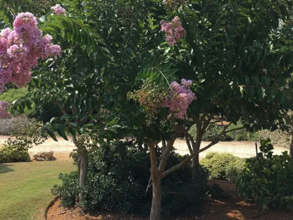 לגרסטרמיה הודית בפריחה ורודה