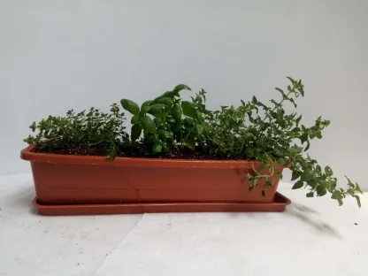 אדנית תבלין למטבח