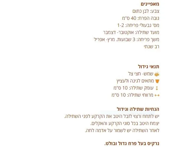 נרקיס חצוצרה מאפיינים מפקעות יודפת