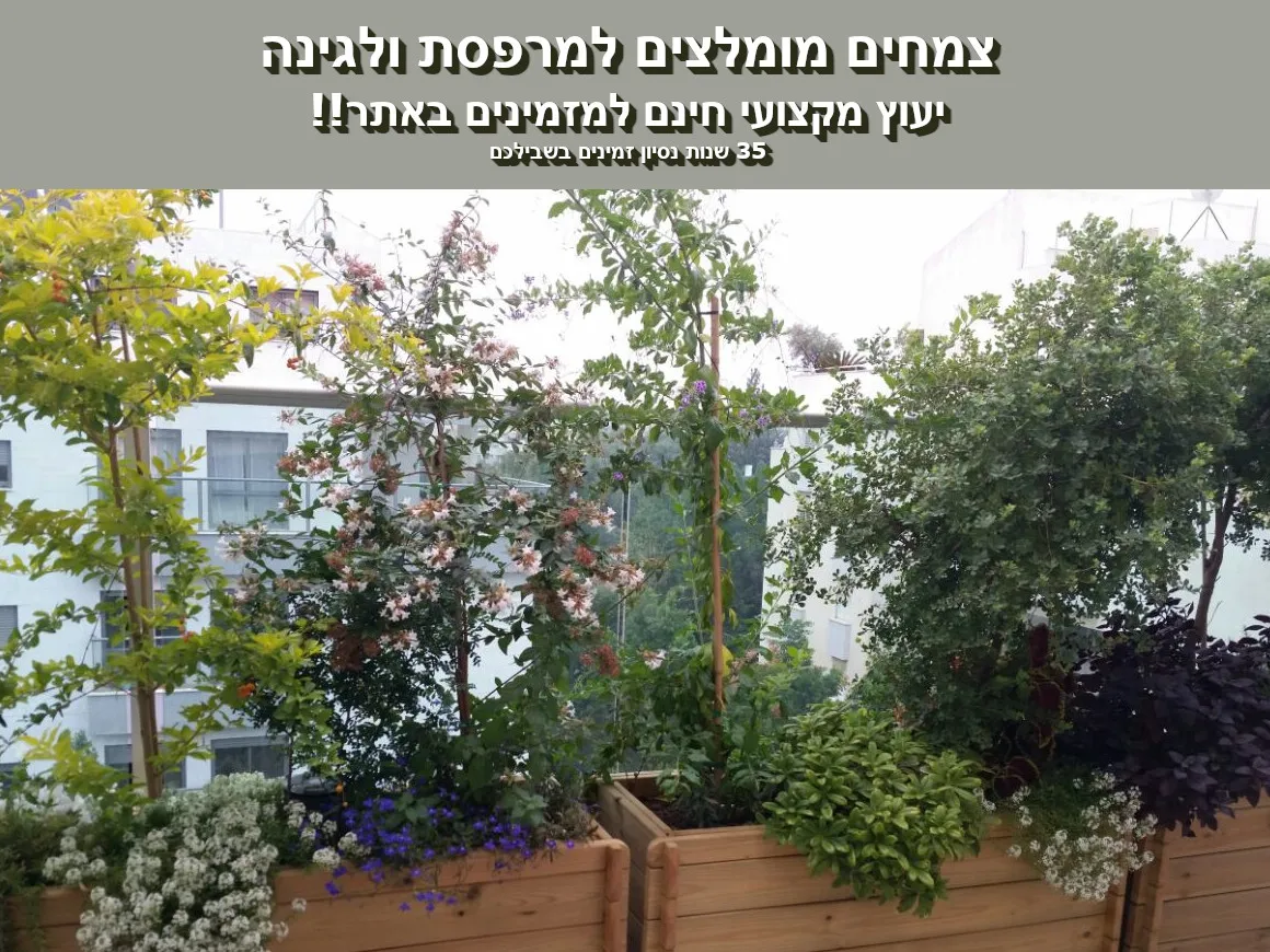 יעוץ לבחירת צמחי מרפסת וגן