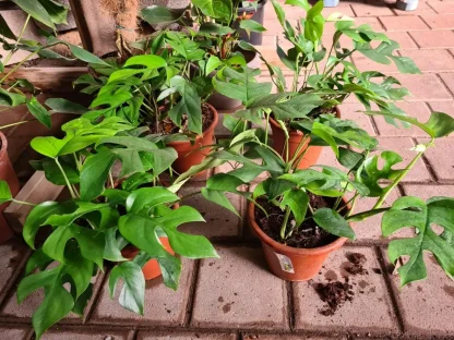 מונסטרה מינימה