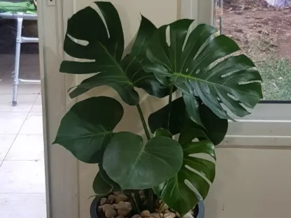 מונסטרה יפה